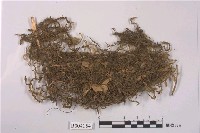 藏品(羽蘚屬 )的圖片